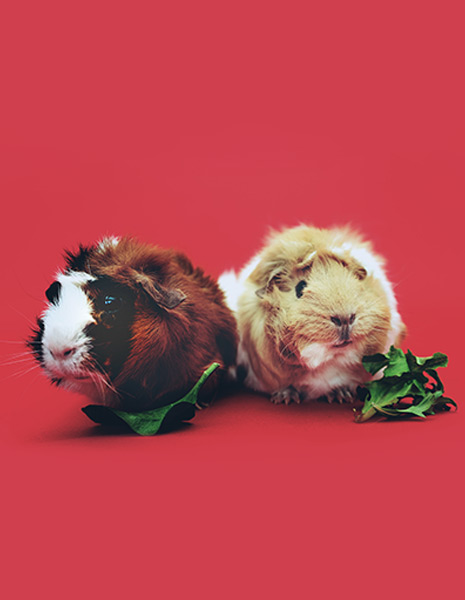 guine-pig